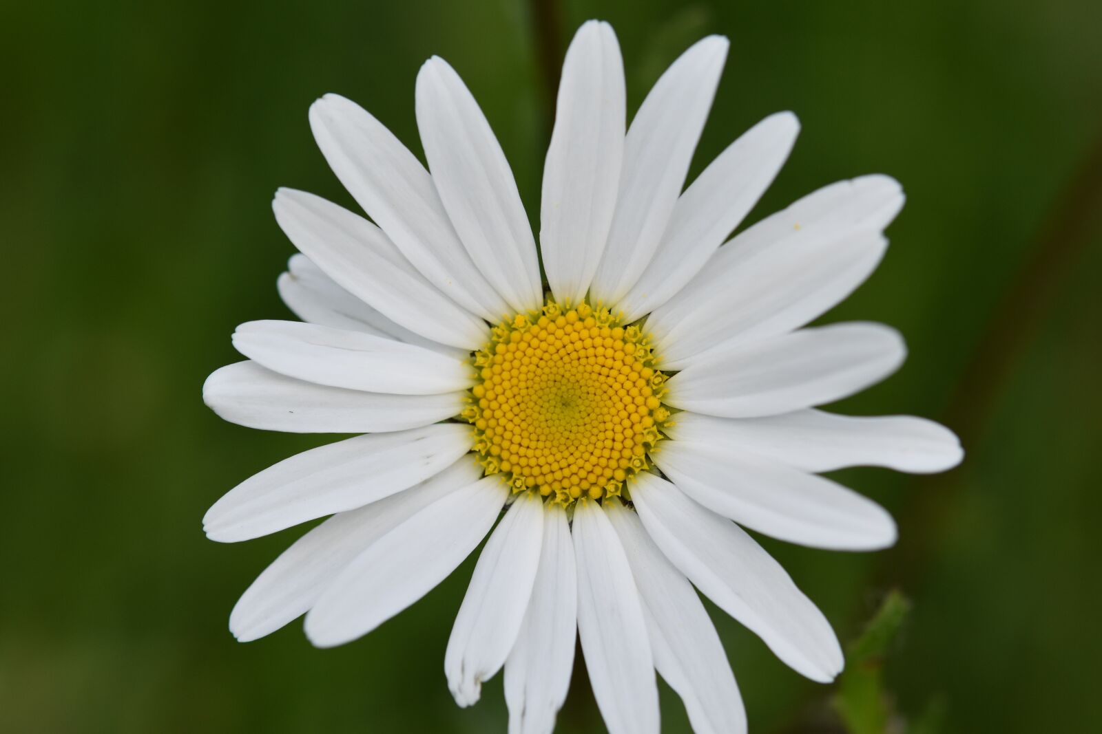 Nikon D5600 sample photo. Flower, marguerite, white petals photography