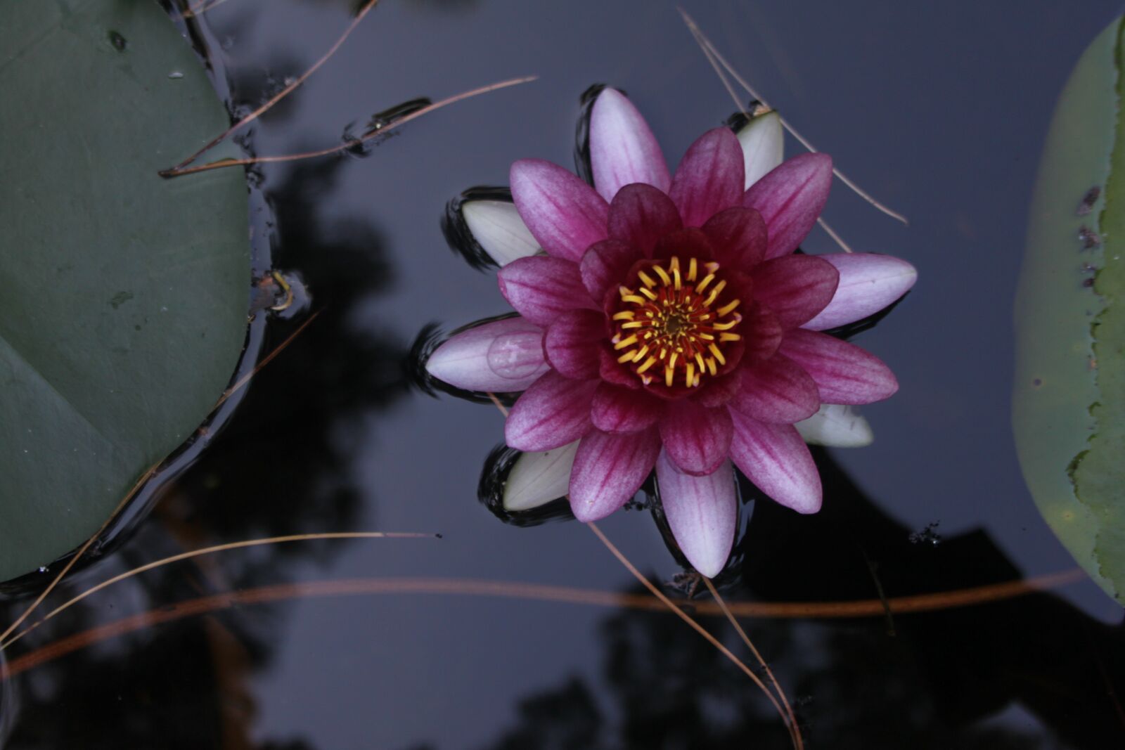 Canon EOS 500D (EOS Rebel T1i / EOS Kiss X3) sample photo. Park, of, botany photography