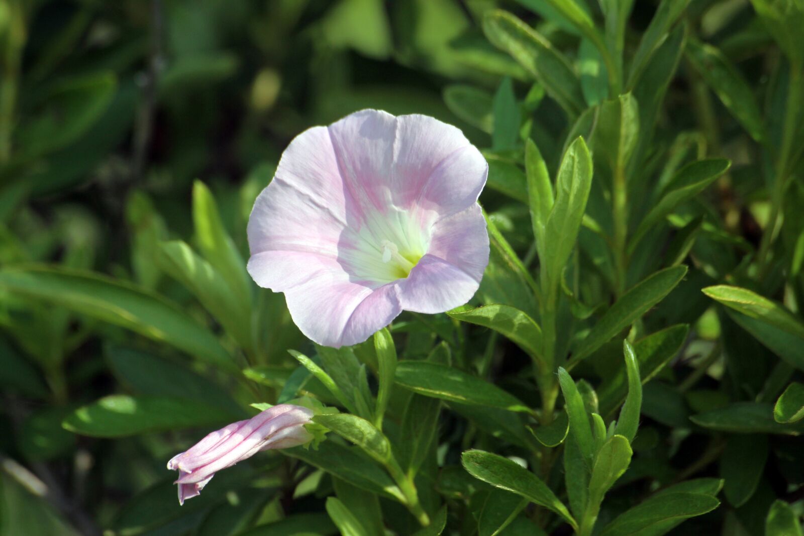 Canon EOS 50D sample photo. Morning glory, flowers, pink photography
