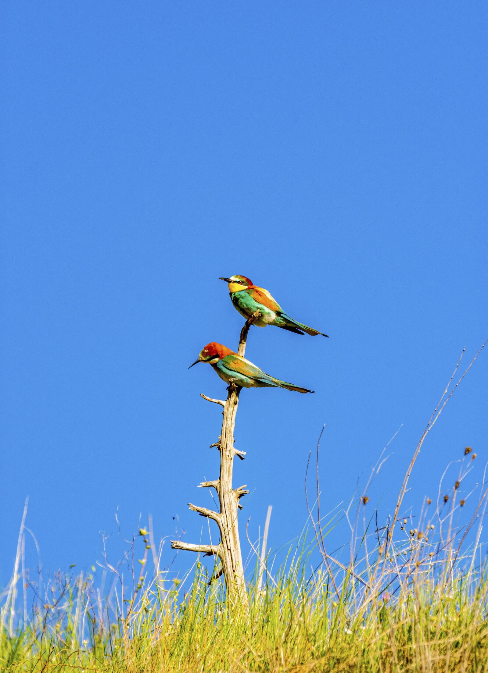 Nikon D7200 sample photo. Bird, nature, bee-eater photography