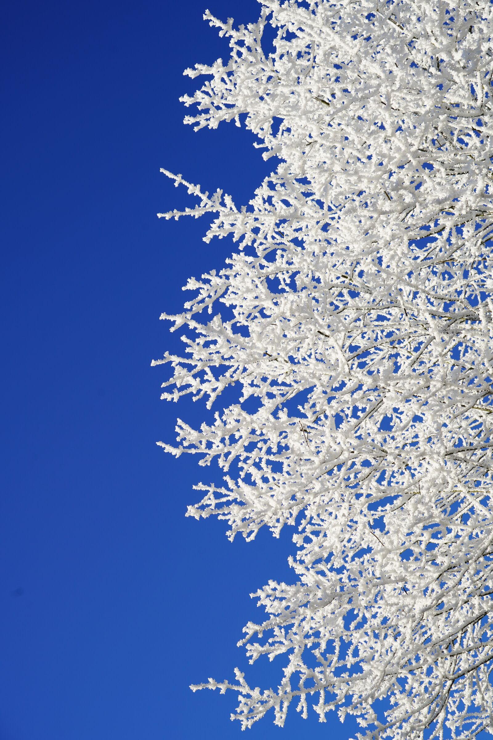 Sony a7R II + Sony FE 24-240mm F3.5-6.3 OSS sample photo. Aesthetic, branches, hoarfrost photography
