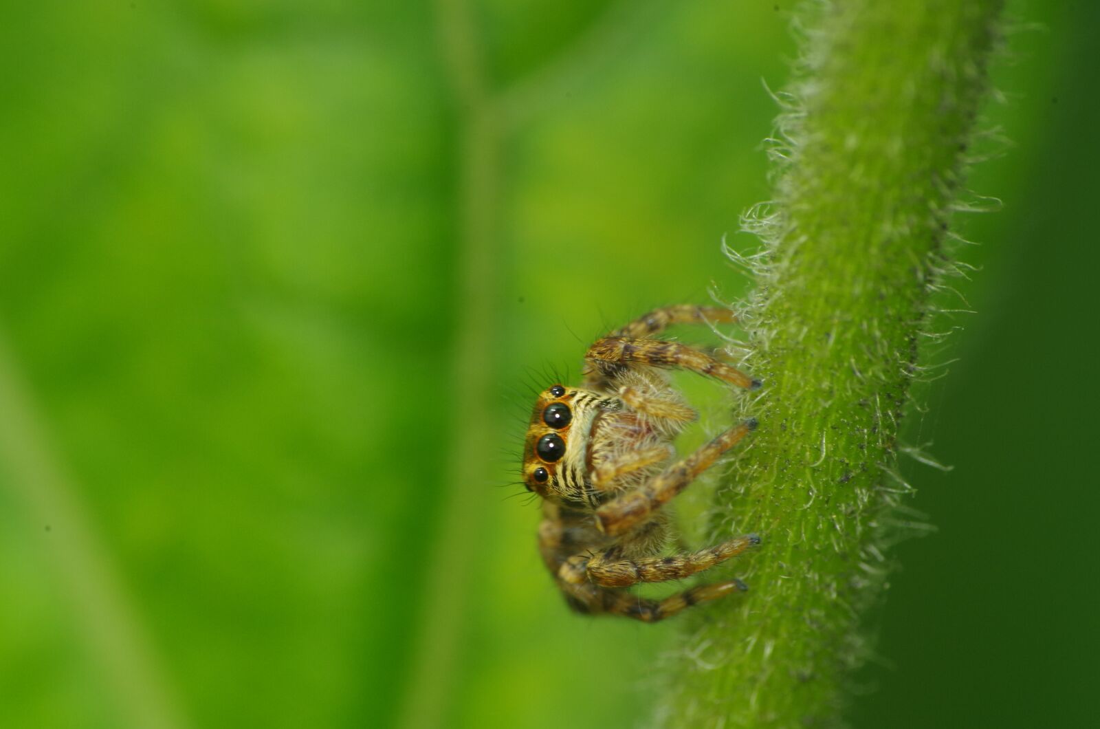 Pentax K-30 sample photo. Spider jump, macro, insects photography