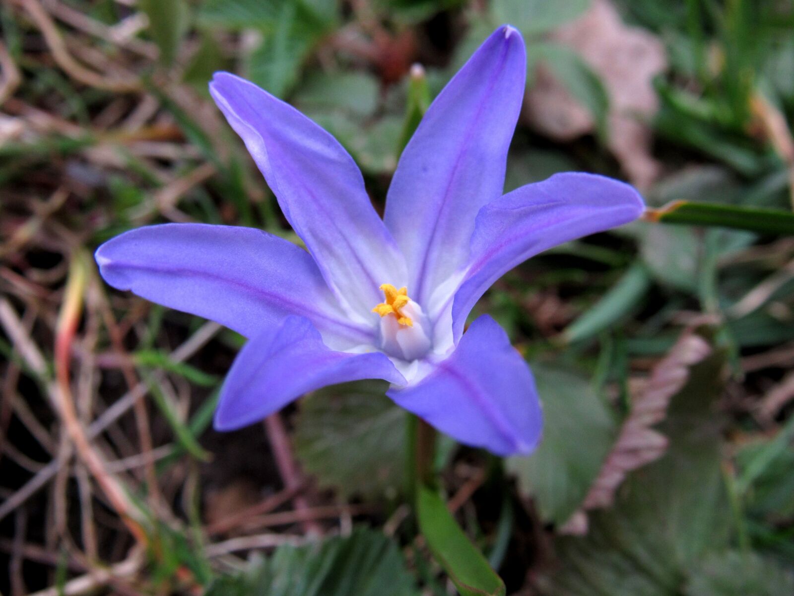 Canon PowerShot SX530 HS sample photo. Chionodoxa luciliae, blue star photography