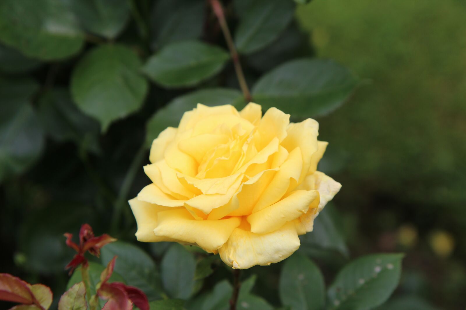 Canon EOS 600D (Rebel EOS T3i / EOS Kiss X5) sample photo. Pink, yellow rose, rosebush photography