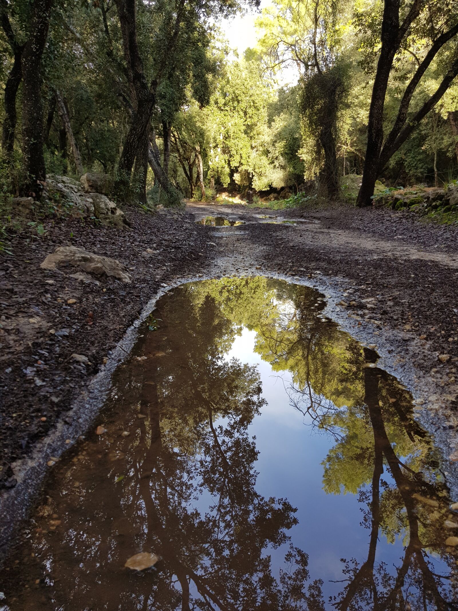 Samsung Galaxy S8 sample photo. Forest reflection, forest, reflection photography