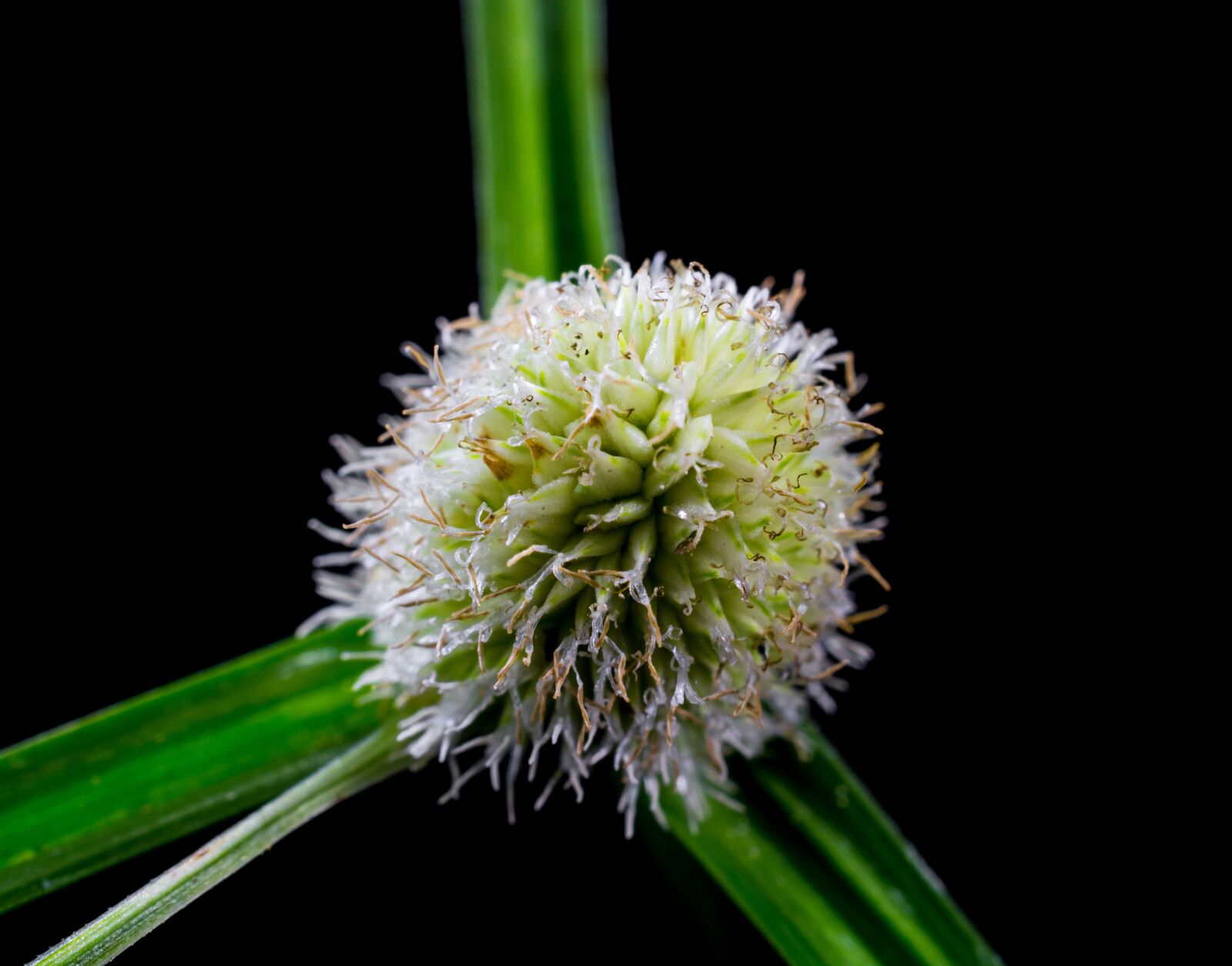 Nikon D5200 sample photo. Grass, weed, blossom photography