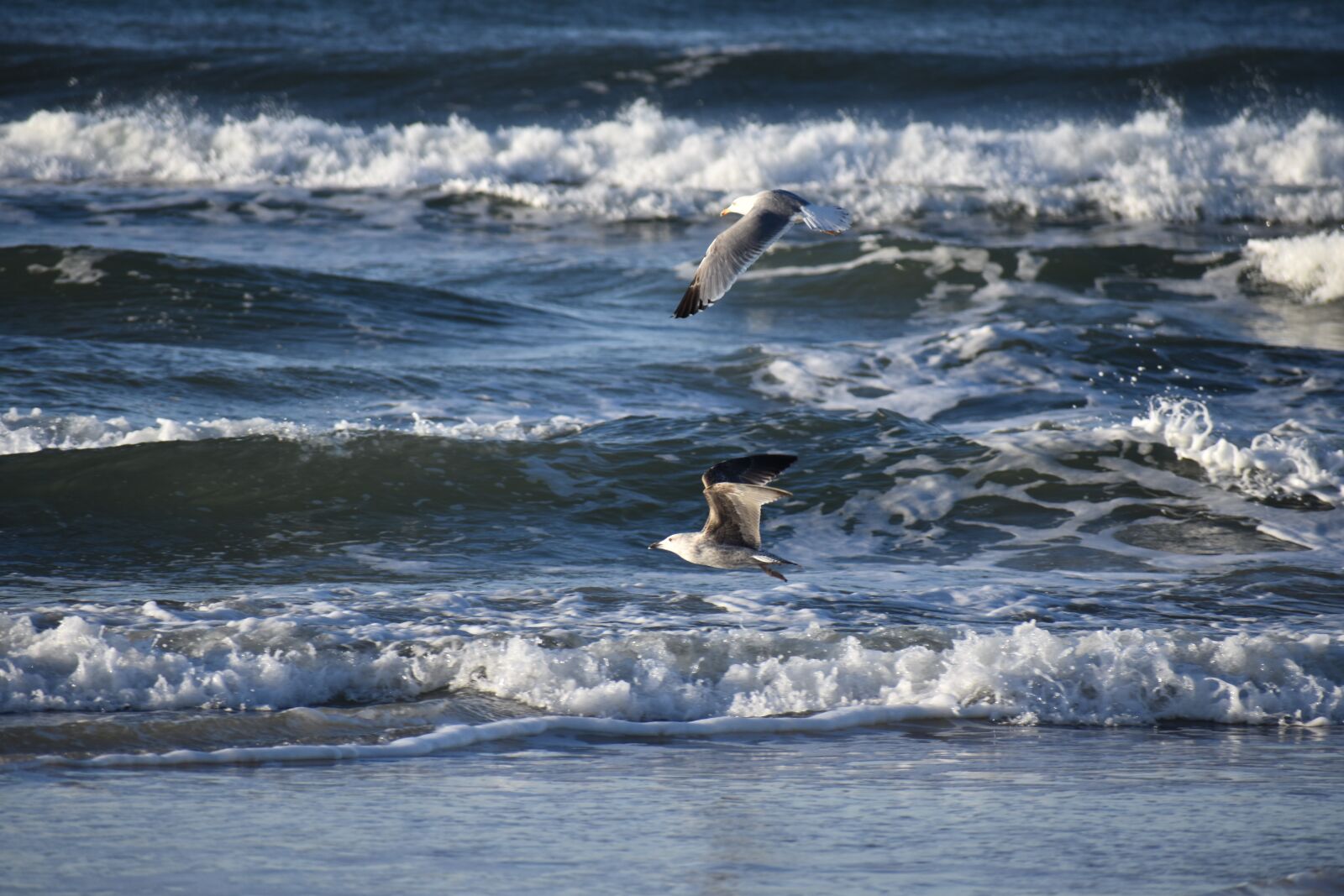 Nikon D5600 sample photo. Sea, seagulls, launched photography