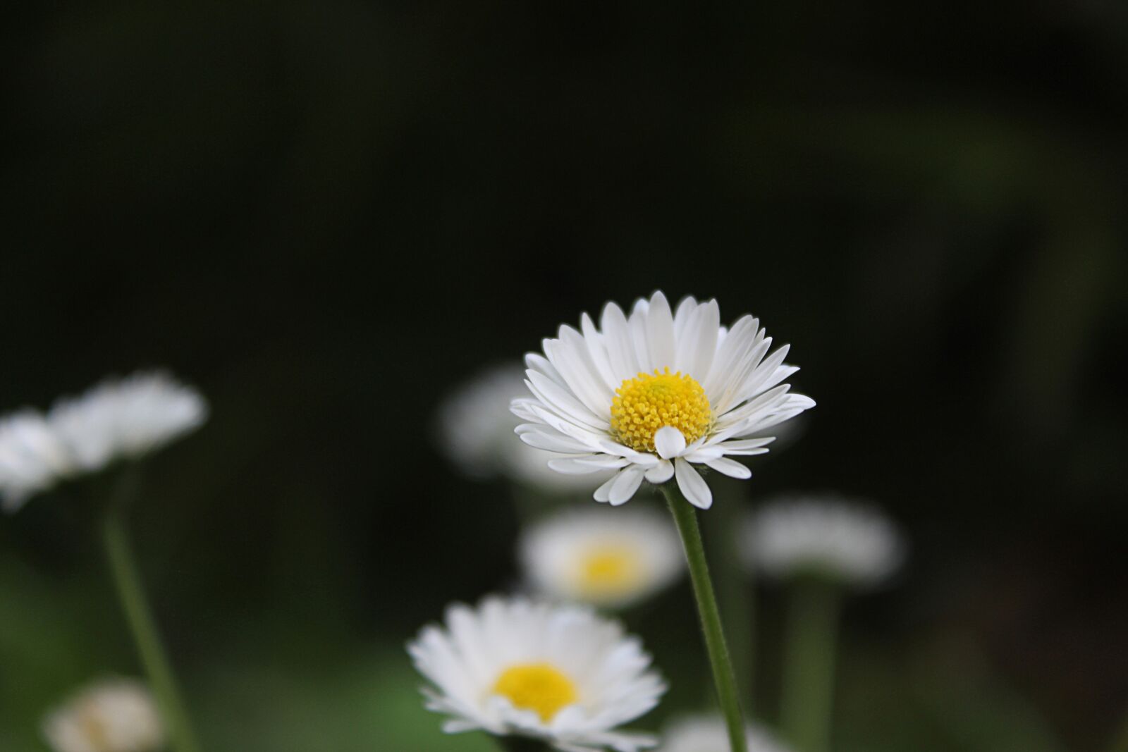 Canon EOS 1300D (EOS Rebel T6 / EOS Kiss X80) sample photo. Nature, plant, summer photography