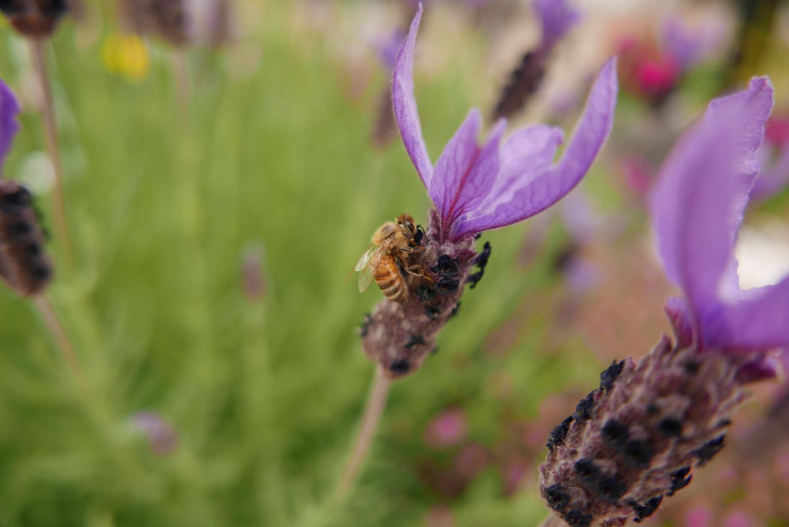 Leica D-Lux (Typ 109) sample photo. Bee, purple flowers, flowers photography