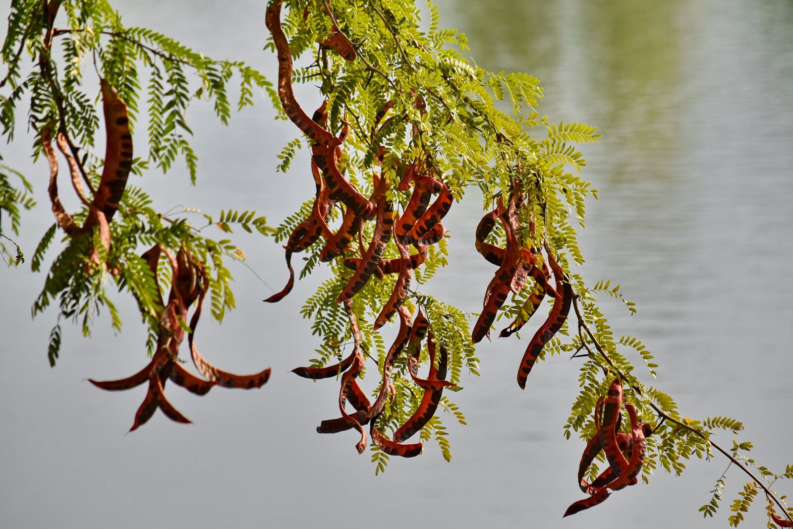 Nikon D5500 sample photo. Leaf, plant, nature, tree photography