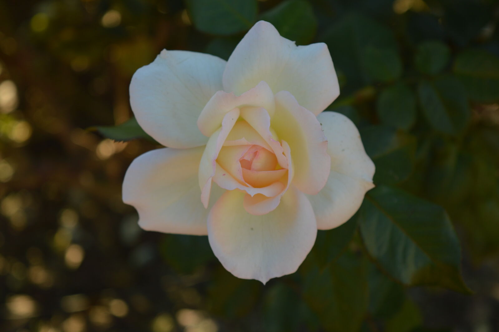 Nikon D3200 sample photo. Buenos, aires, palermo, rosedal photography