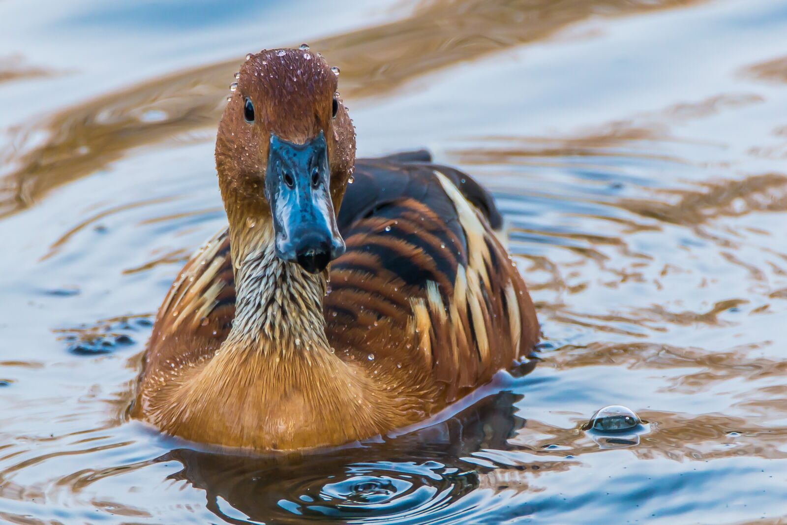 Tamron SP 150-600mm F5-6.3 Di VC USD sample photo. Ave, mallard, animal photography