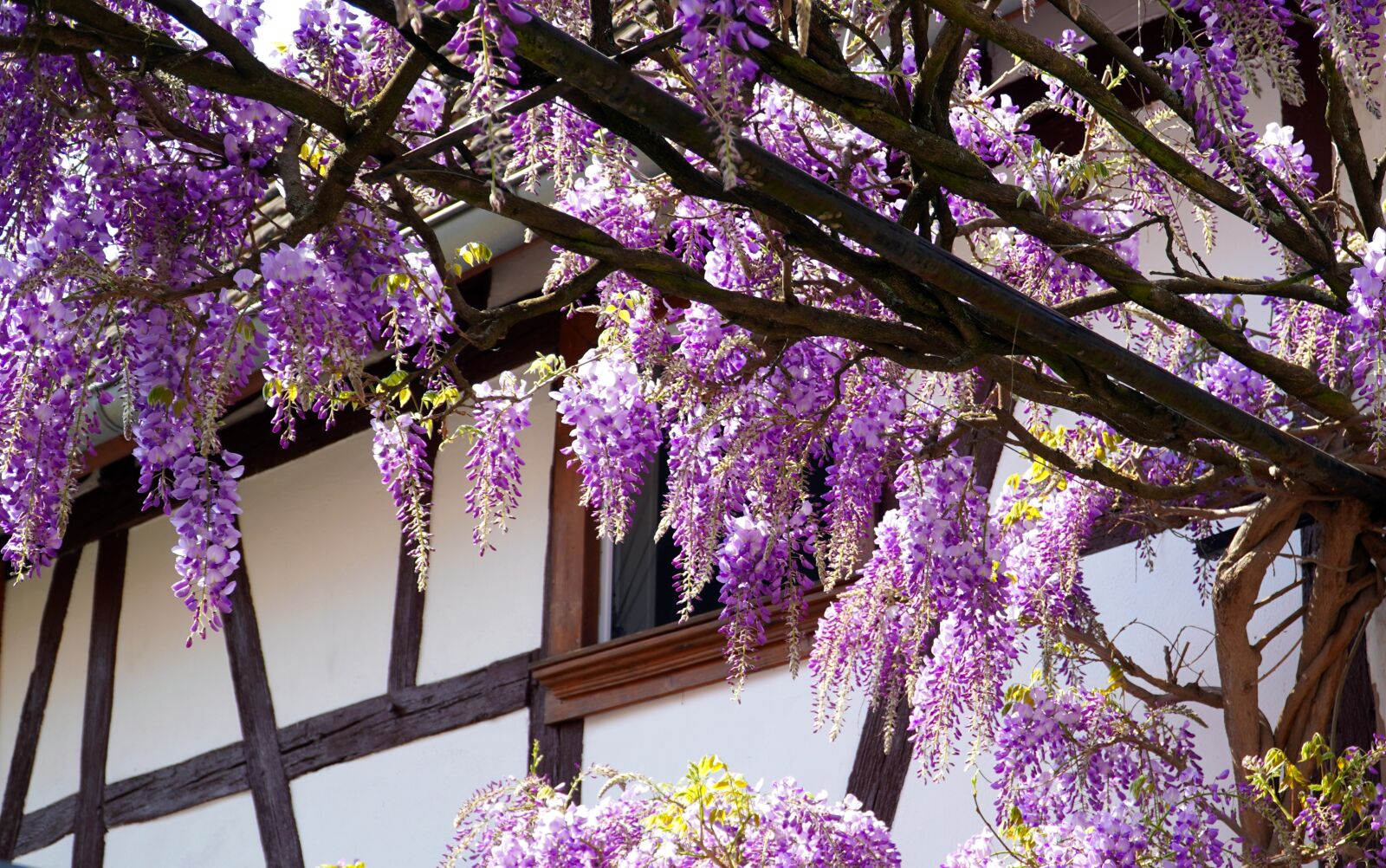 Sony E PZ 18-105mm F4 G OSS sample photo. Wisteria, flower, blue rain photography