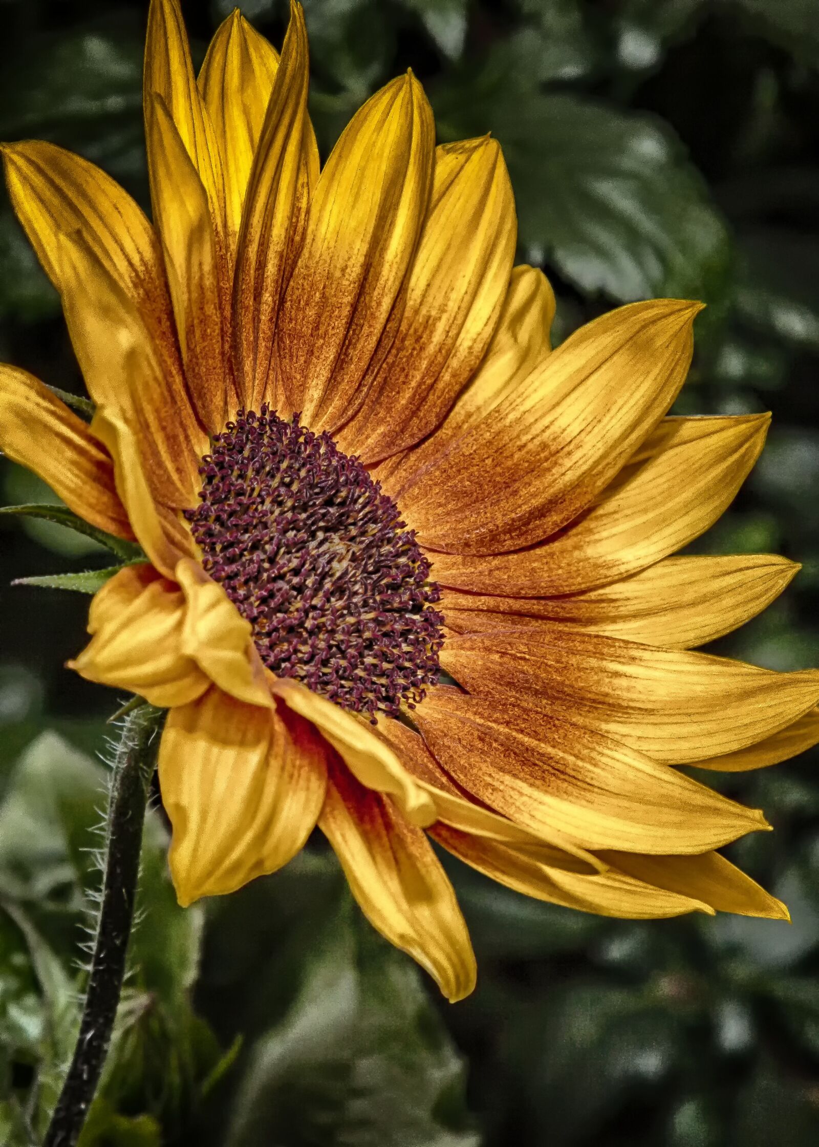 Canon EOS 50D sample photo. Helianthus, hdr, flower photography