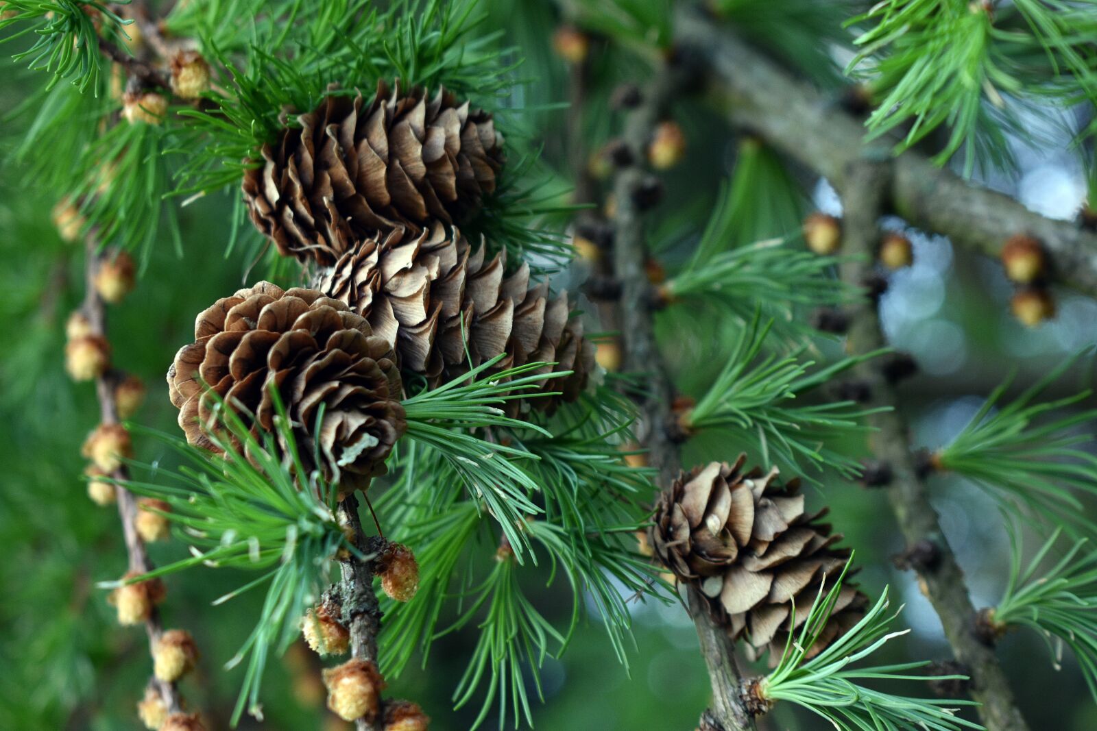 Nikon D3400 sample photo. Pine cone, cones, spruce photography