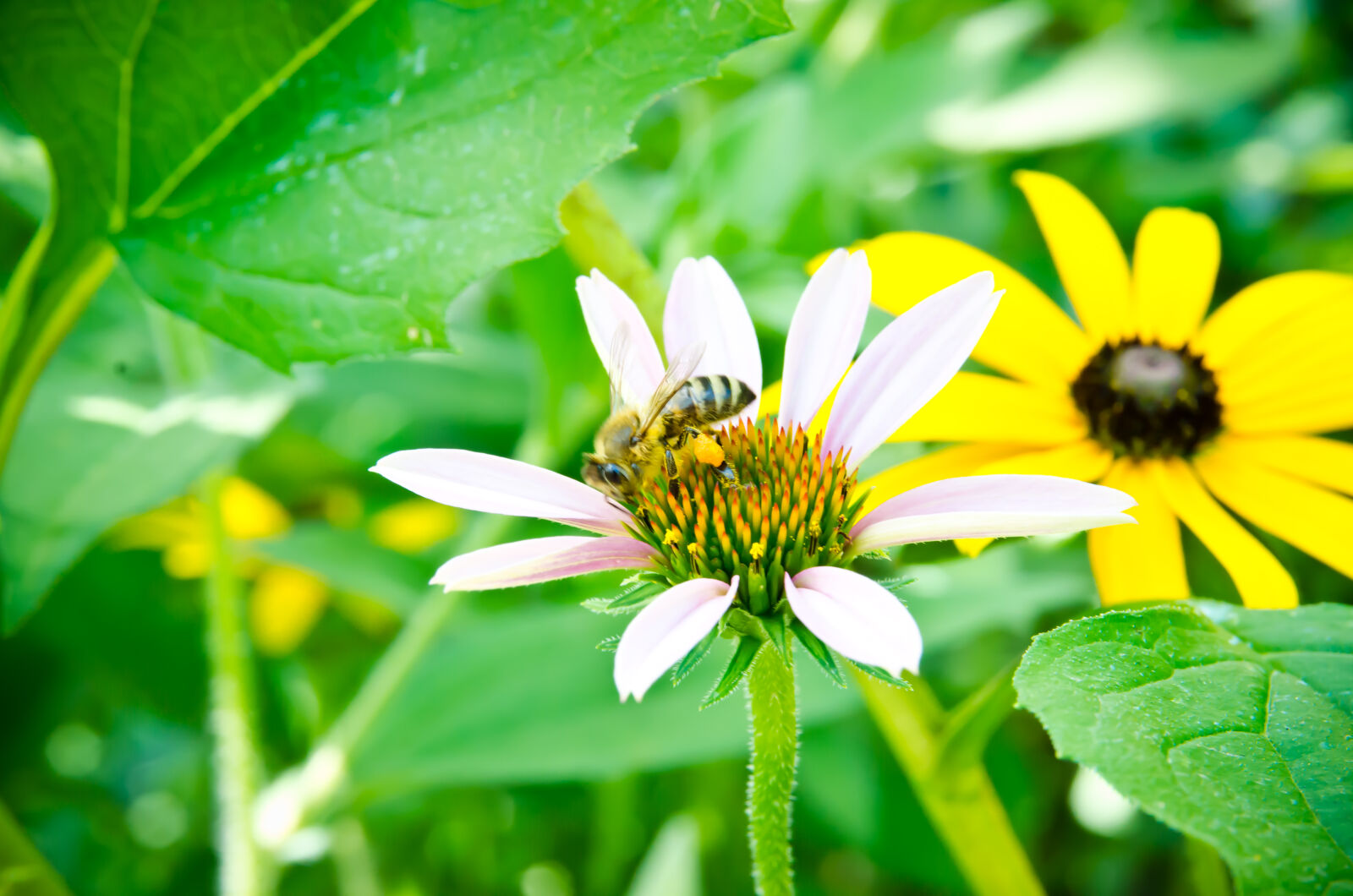 Nikon D7000 sample photo. Bee, bee, collectiong, pollen photography