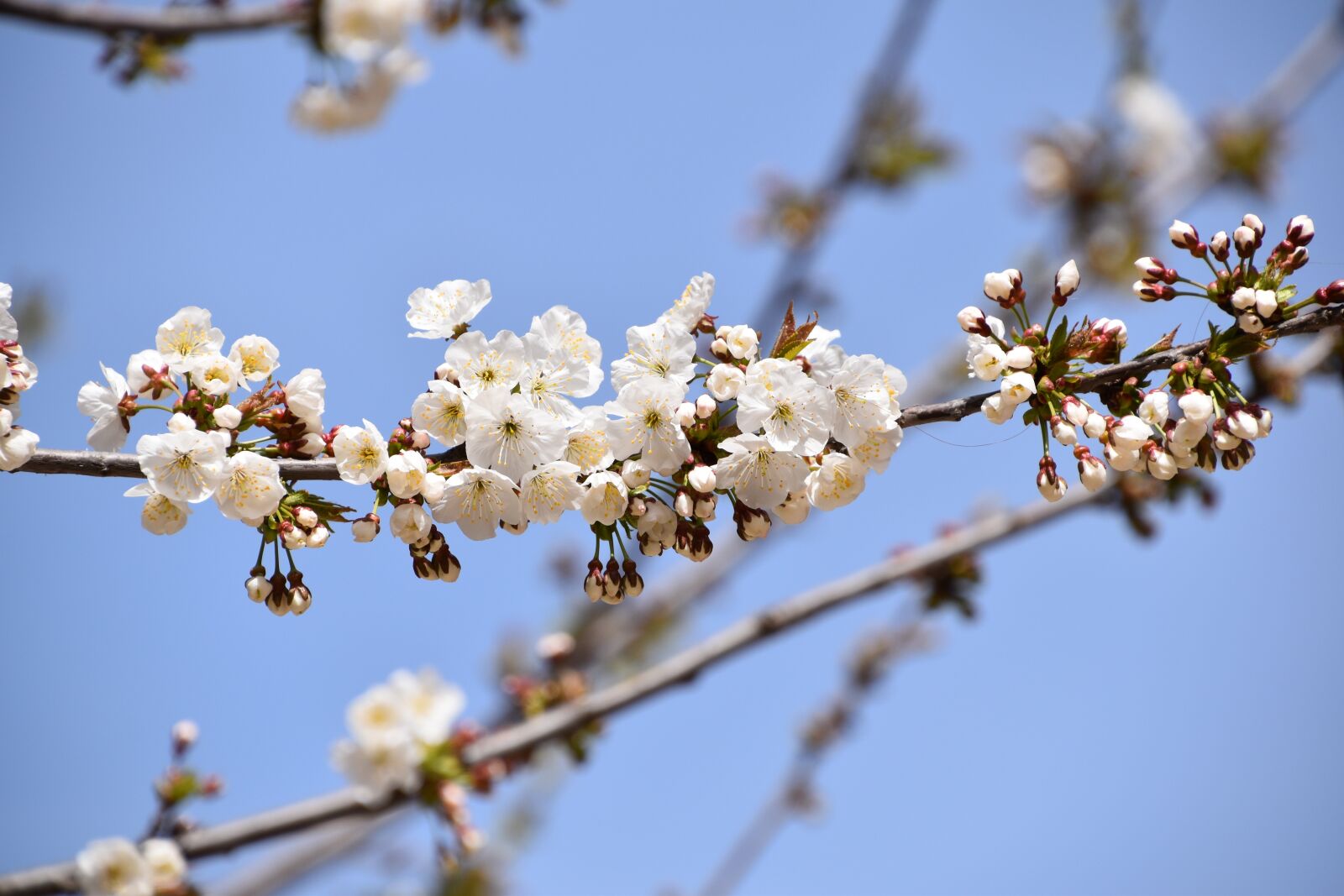 Nikon D5600 sample photo. Branch, flower, tree photography