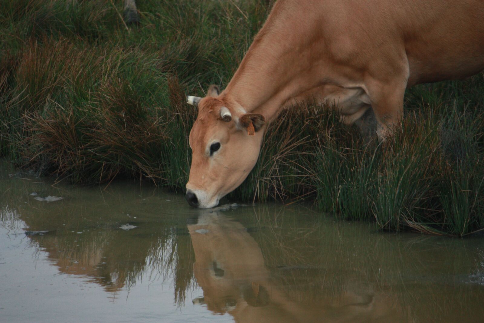 Canon EOS 450D (EOS Rebel XSi / EOS Kiss X2) sample photo. Partenaise, cow, reflection photography