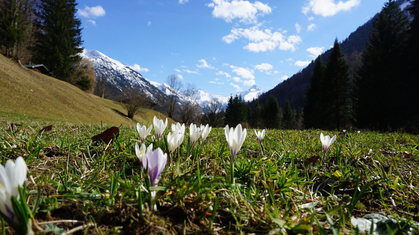 Sony a6000 sample photo. Mountains, flowers, spring photography