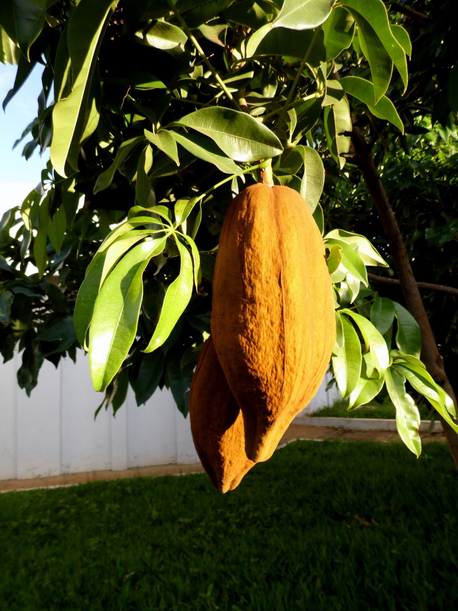 Samsung WB100/  WB101 sample photo. Mungubeira, tree, munguba photography