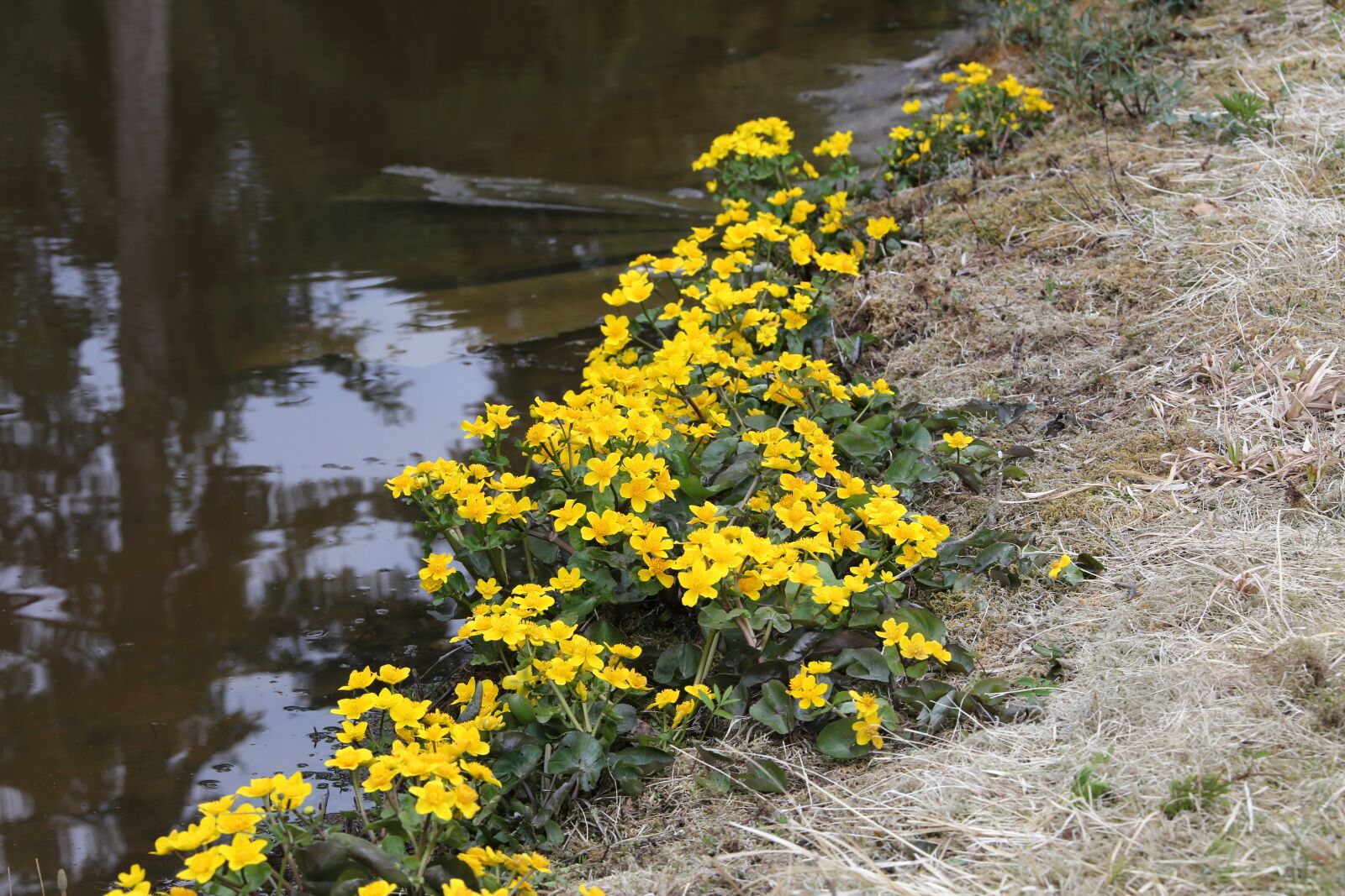 Canon EF 28-300mm F3.5-5.6L IS USM sample photo. Flower, marsh marigold, luhtarentukka photography