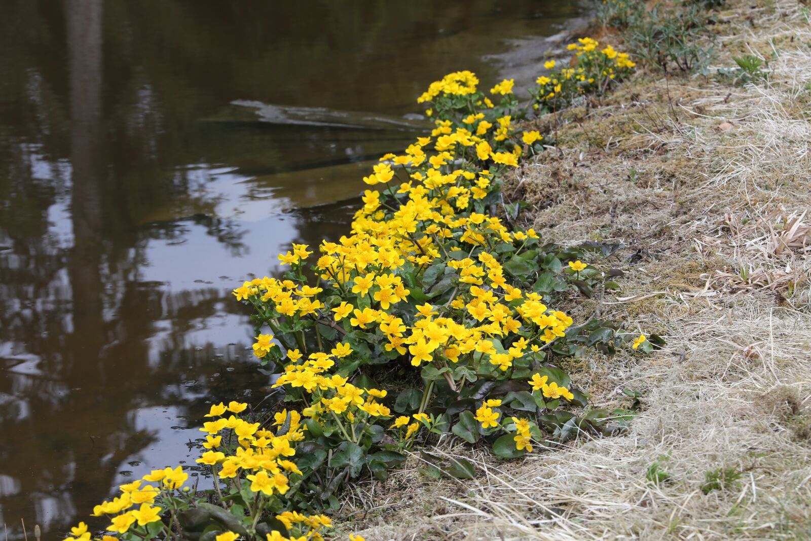 Canon EOS 6D + Canon EF 28-300mm F3.5-5.6L IS USM sample photo. Flower, marsh marigold, luhtarentukka photography