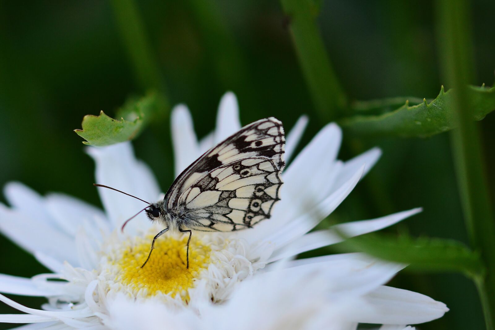 Nikon D5200 sample photo. Butterfly, marguerite, nature photography
