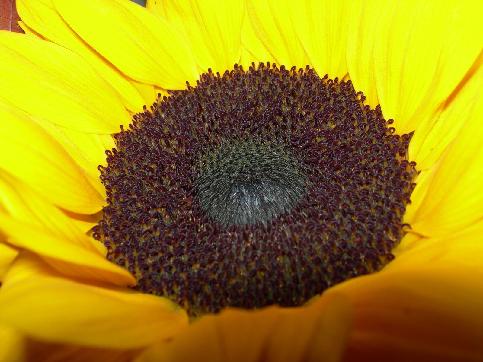 Nikon E7900 sample photo. Sunflower, yellow, closeup photography