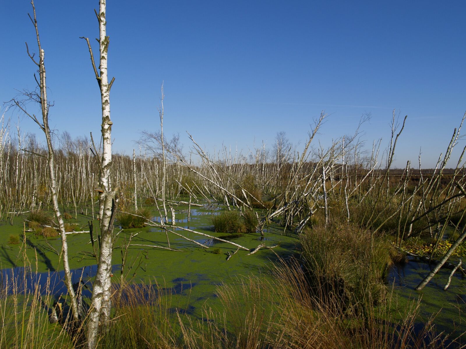 Olympus E-300 (EVOLT E-300) sample photo. Swamp, birch, nature reserve photography