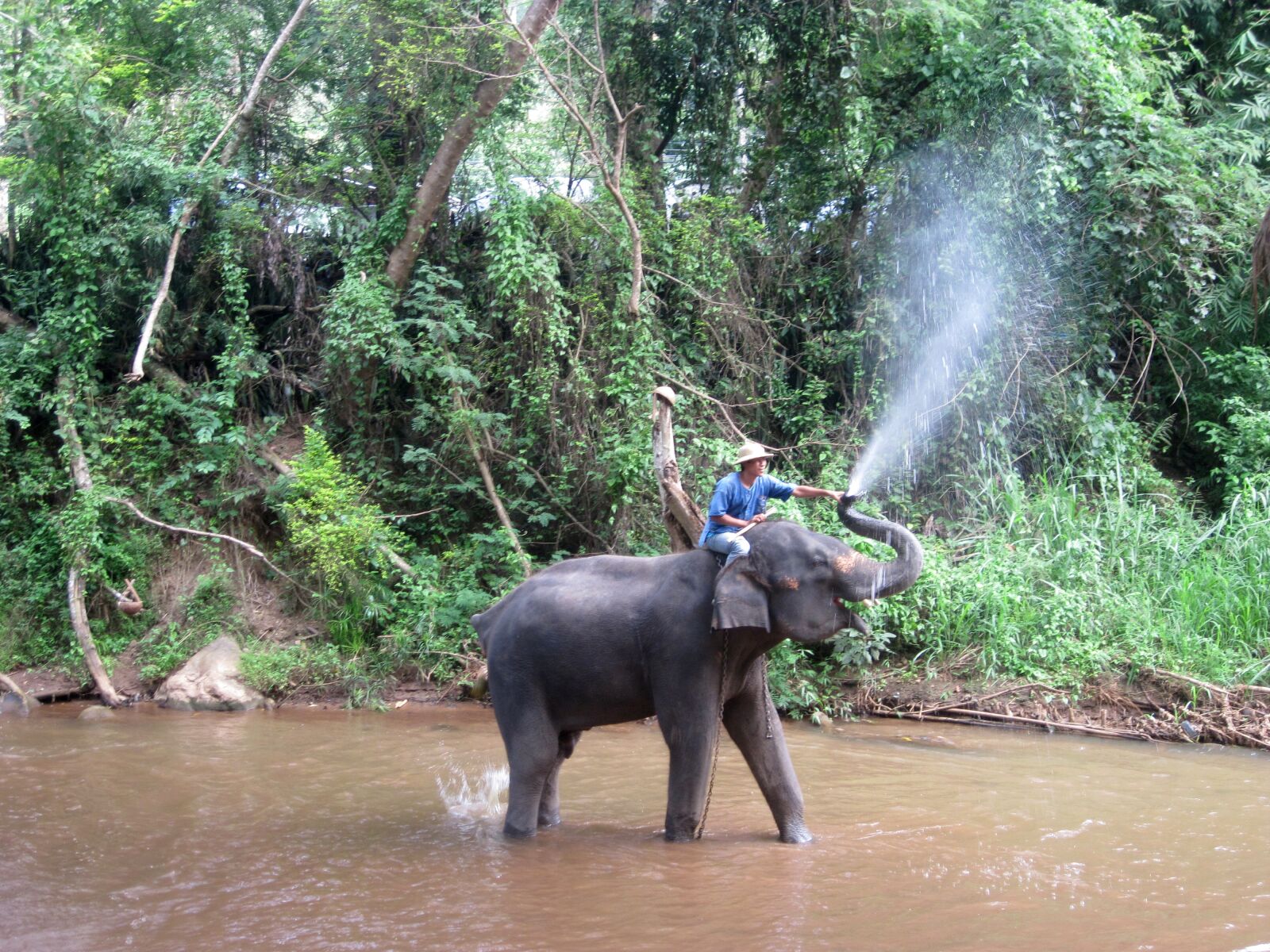 Canon PowerShot A1100 IS sample photo. Elephant, mahout, train elephants photography