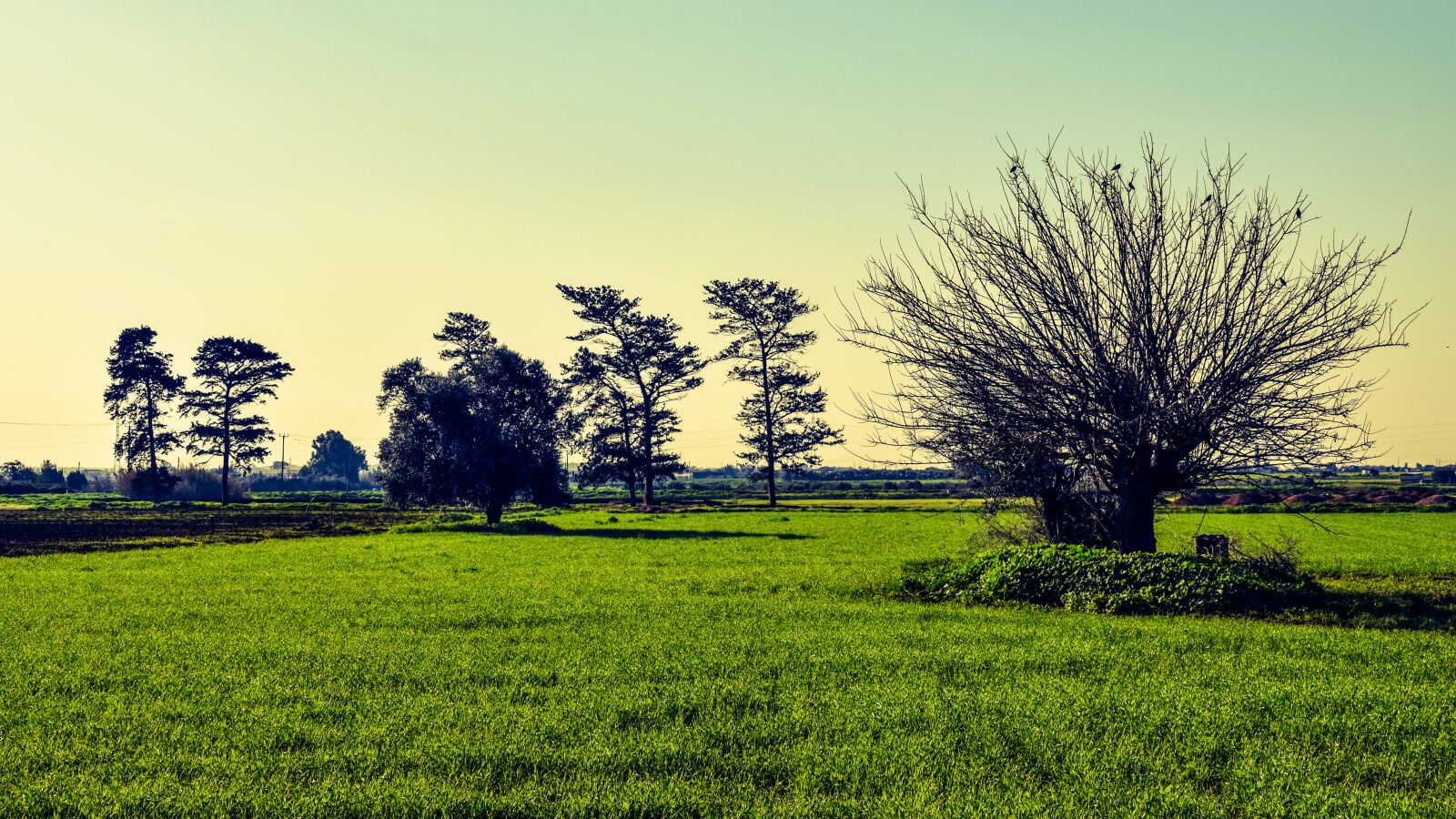 Nikon D3300 sample photo. Trees, meadow, landscape photography