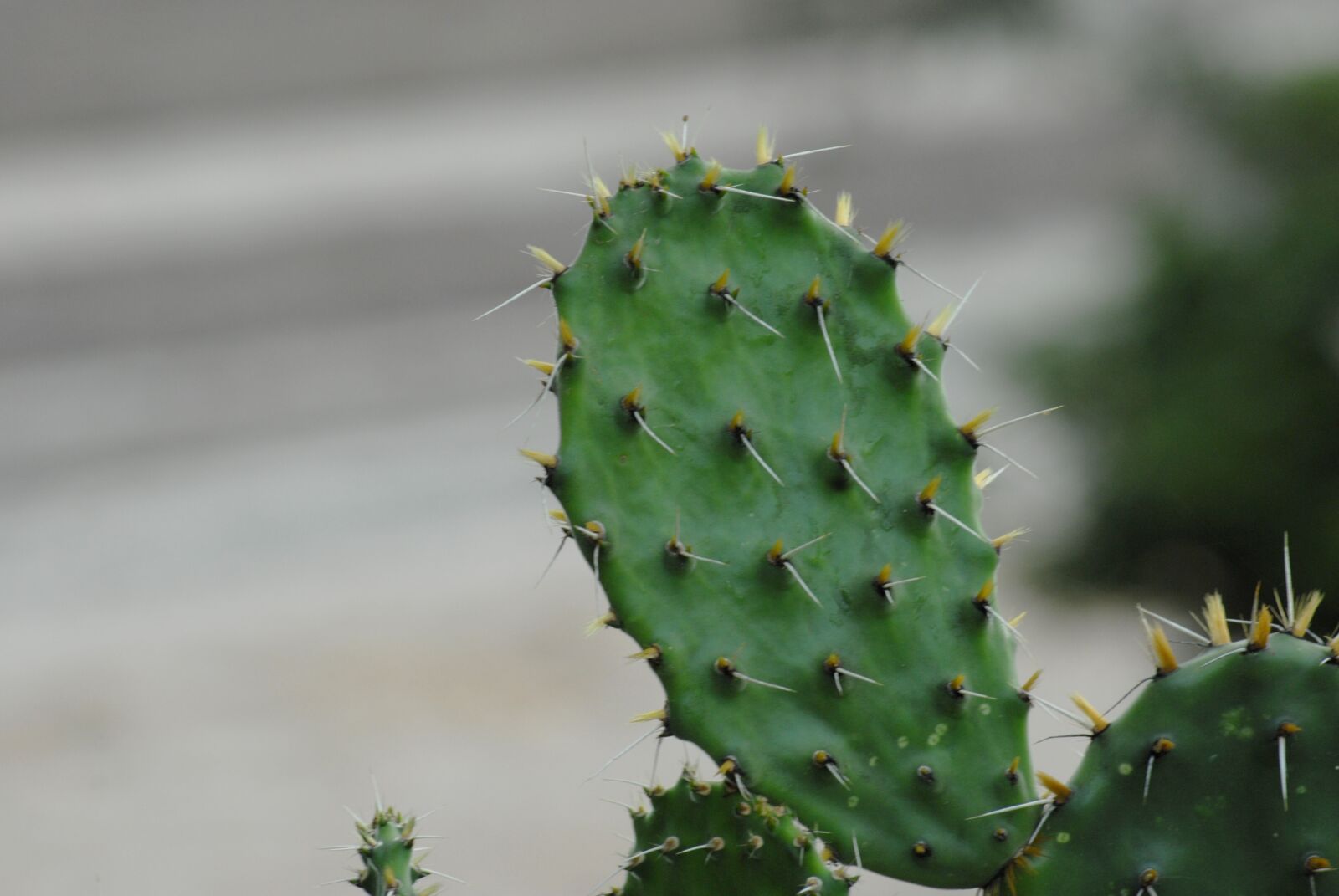 Nikon D200 sample photo. Cactus, thorns photography
