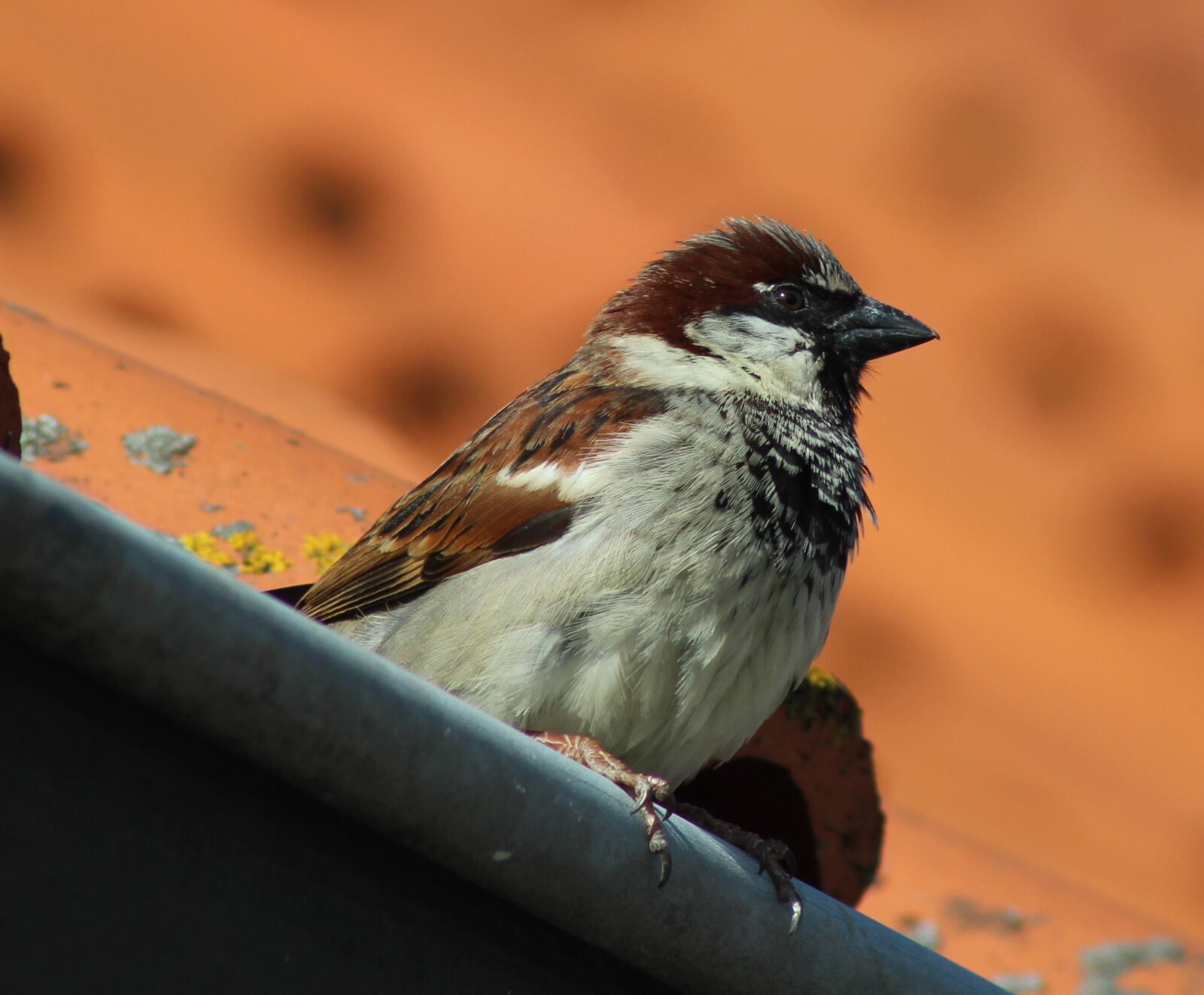 Canon EOS 1200D (EOS Rebel T5 / EOS Kiss X70 / EOS Hi) sample photo. House sparrow, bird, sparrow photography