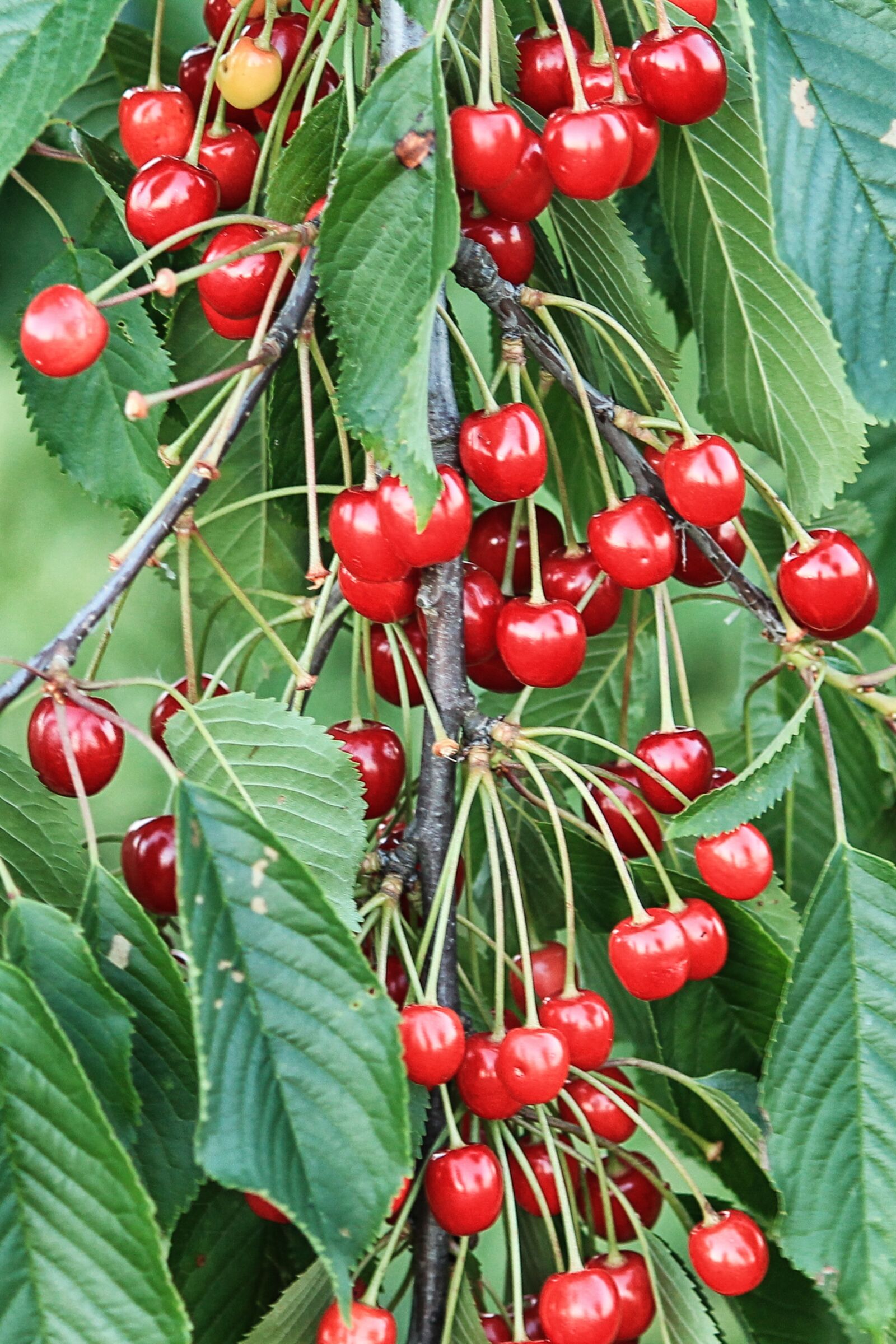 Canon EF-S 55-250mm F4-5.6 IS II sample photo. Cherries, sweet cherries, fruit photography