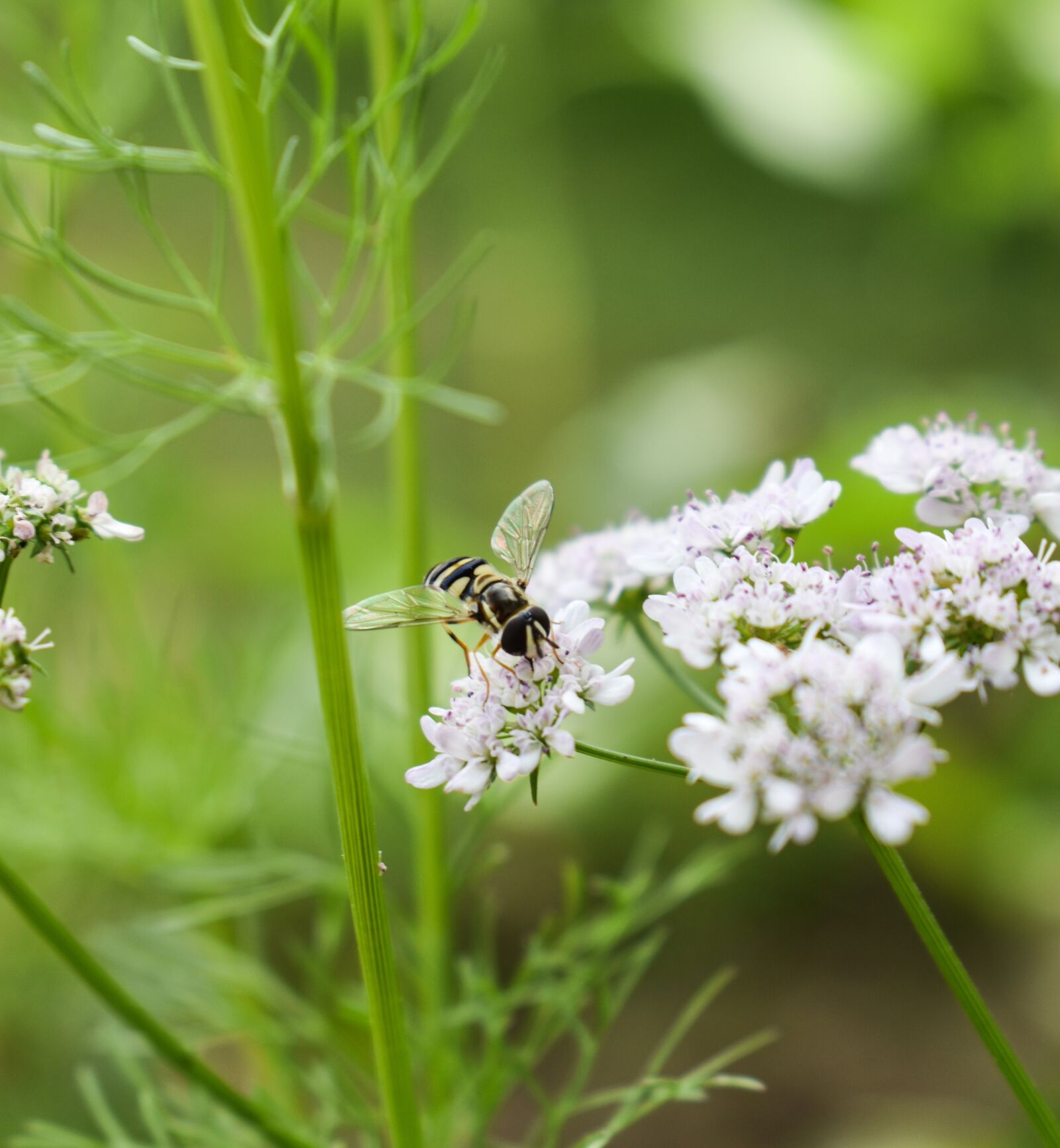 Nikon D3500 sample photo. Bee, flowers, greenery photography