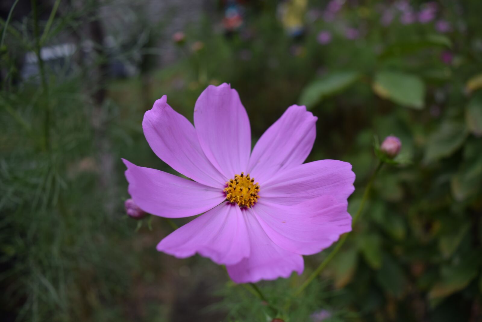 Nikon D3300 sample photo. Nature, flower, plant photography