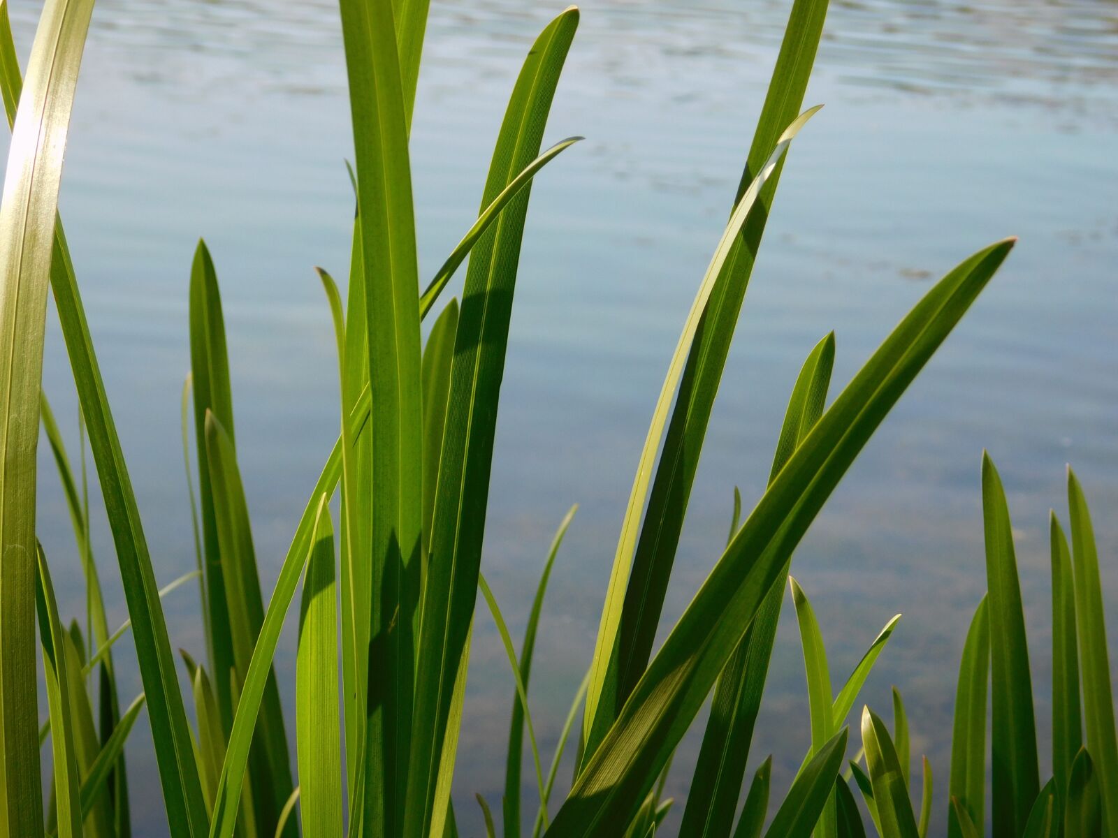Nikon Coolpix L840 sample photo. Nature, flowers, sea photography