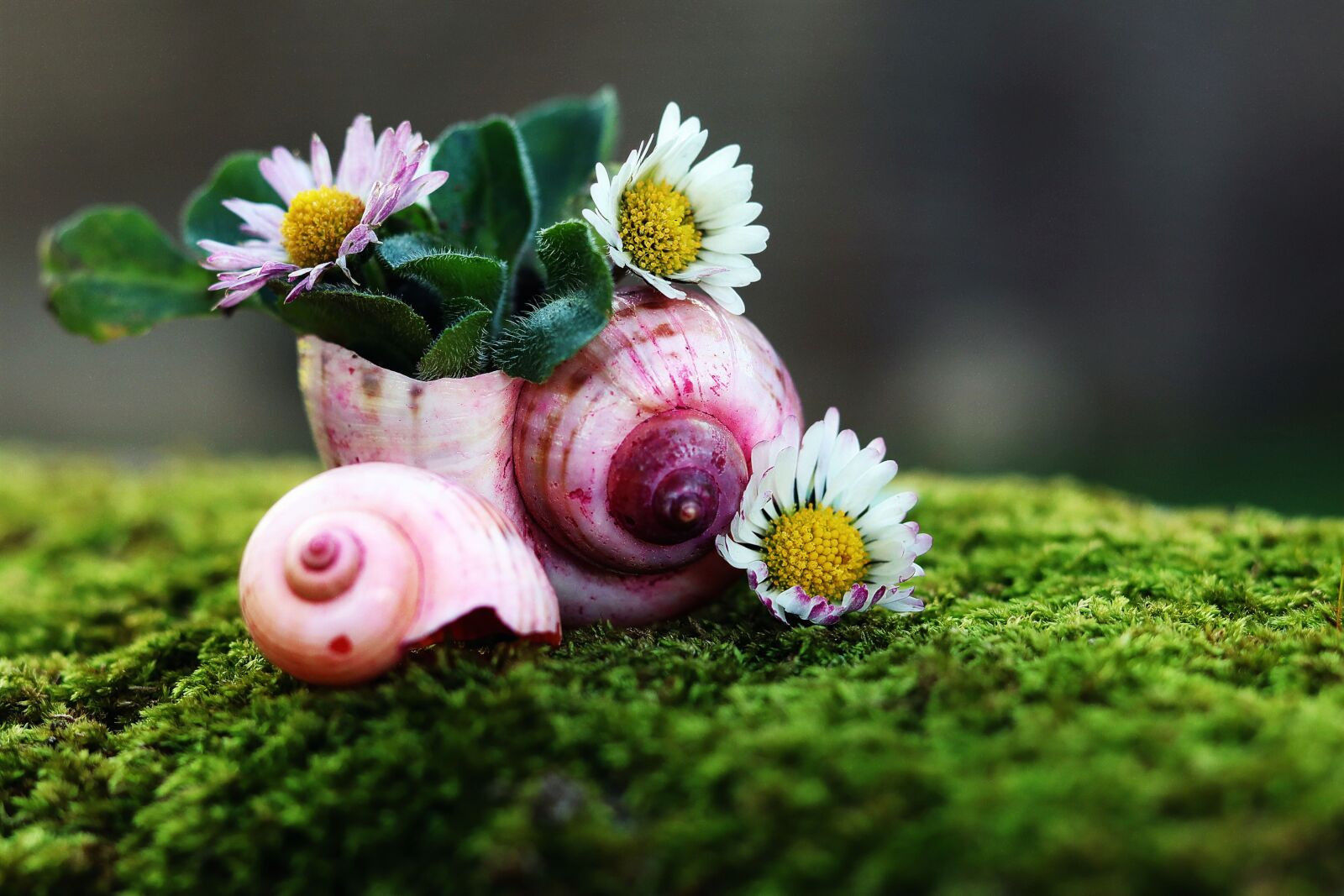 Canon EOS M50 (EOS Kiss M) + Canon EF 50mm F1.8 STM sample photo. Daisy, shell, nature photography