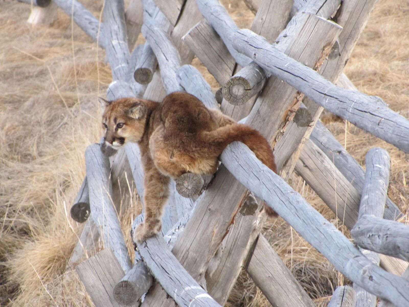 Canon PowerShot SX20 IS sample photo. Mountain, lion, fence photography