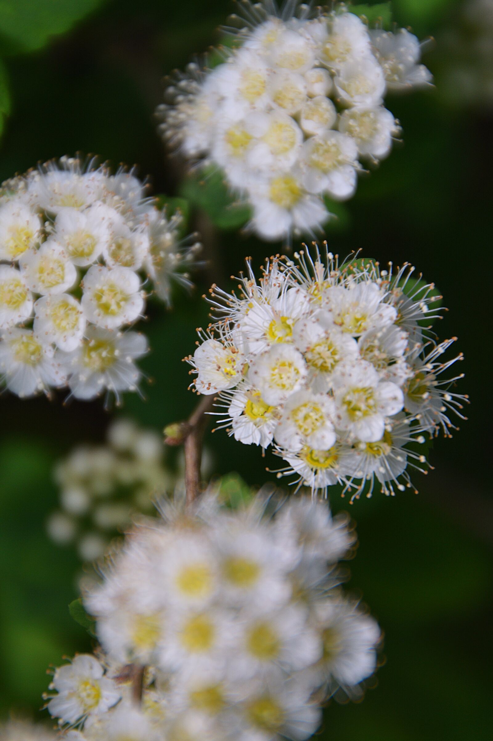 Nikon D3200 sample photo. White, flower, bloom photography