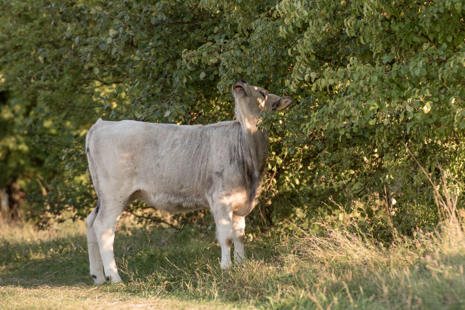 Nikon D750 sample photo. Beef, browse, cow photography