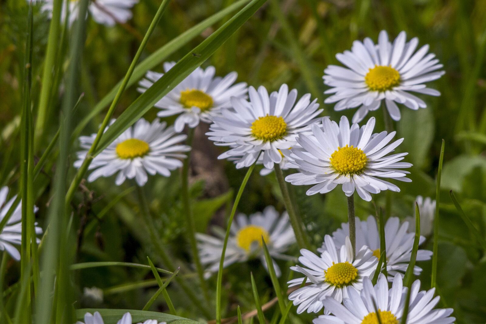 Canon EOS 60D sample photo. Daisies, nature, flower photography