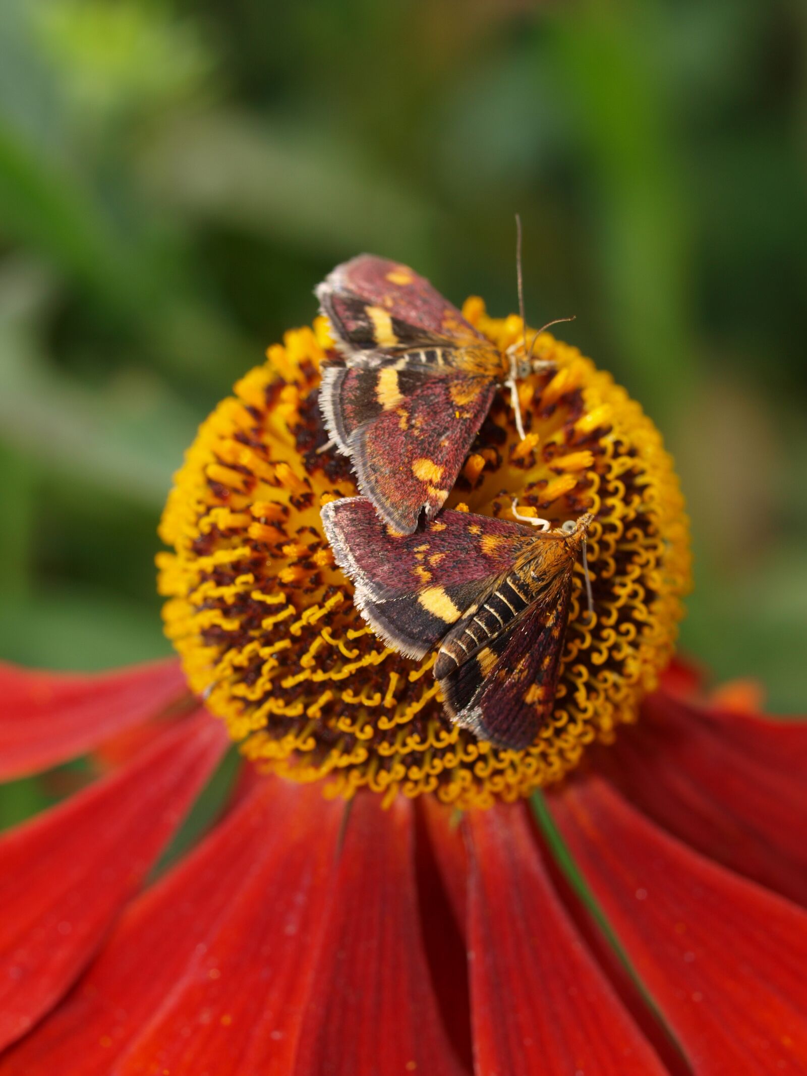 Olympus E-520 (EVOLT E-520) sample photo. Moth, insect, flower photography