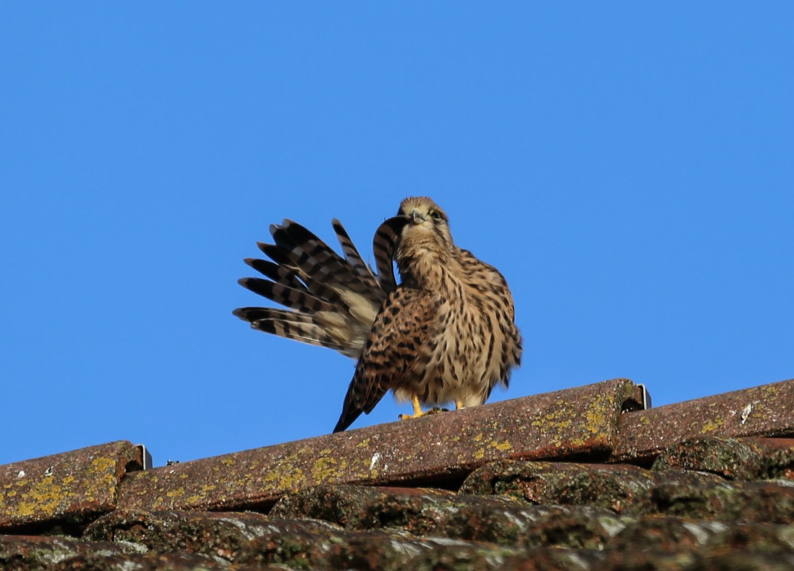 Canon EF 100-400mm F4.5-5.6L IS USM sample photo. Kestrel, bird, bird of photography