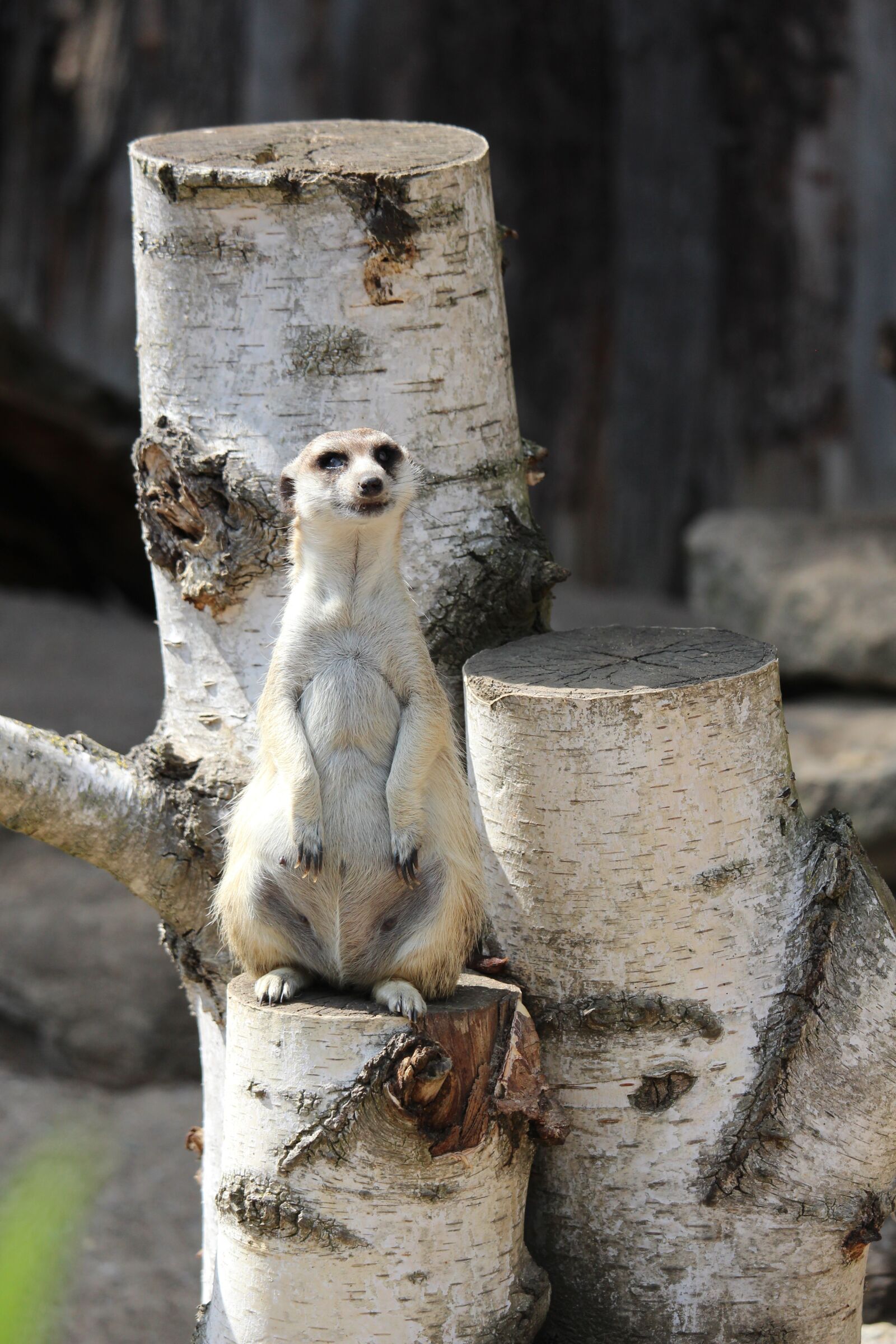 Canon EF-S 55-250mm F4-5.6 IS STM sample photo. Meerkat, zoo, nature photography