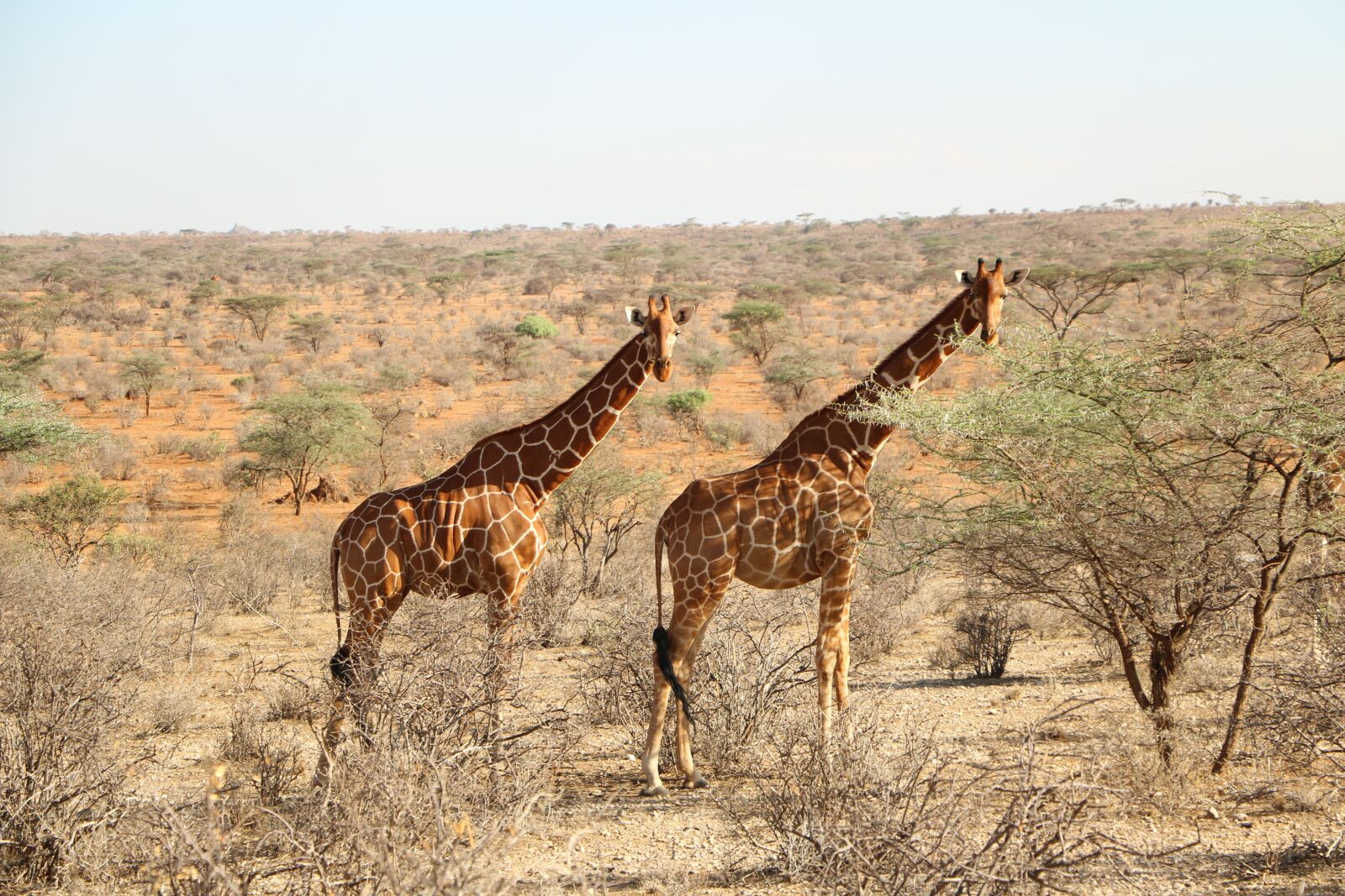 Canon EOS 760D (EOS Rebel T6s / EOS 8000D) sample photo. Giraffe, nature, safari photography