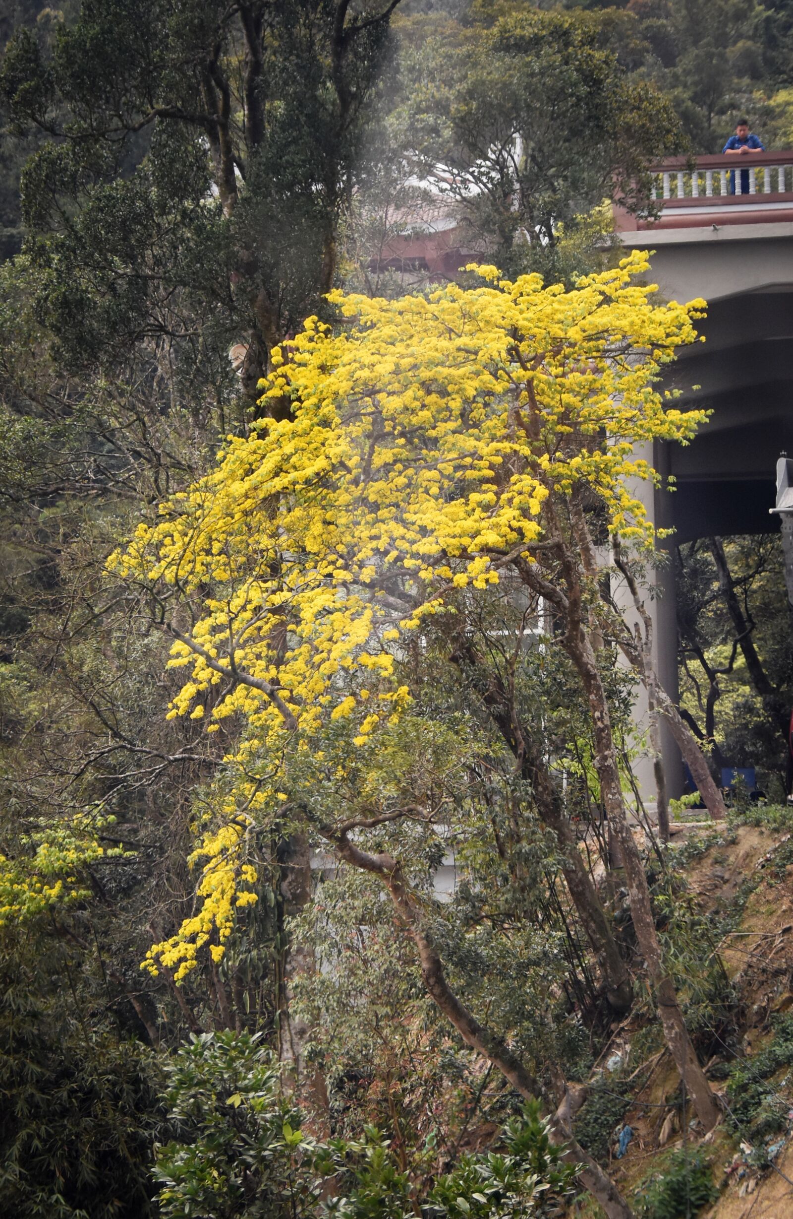 Nikon D7200 sample photo. Flower, spring, bloom photography