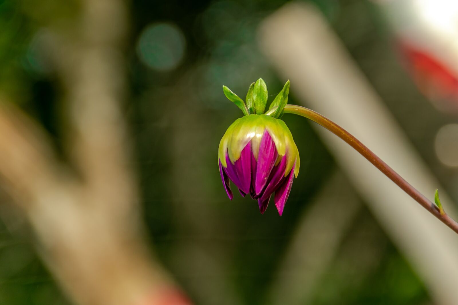 Canon EOS 80D sample photo. Garden, bud, flower photography