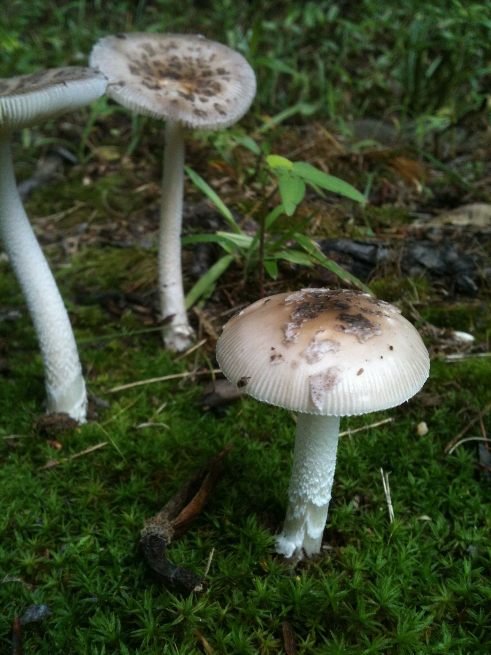 Apple iPhone 3GS sample photo. Mushroom, nature, natural photography