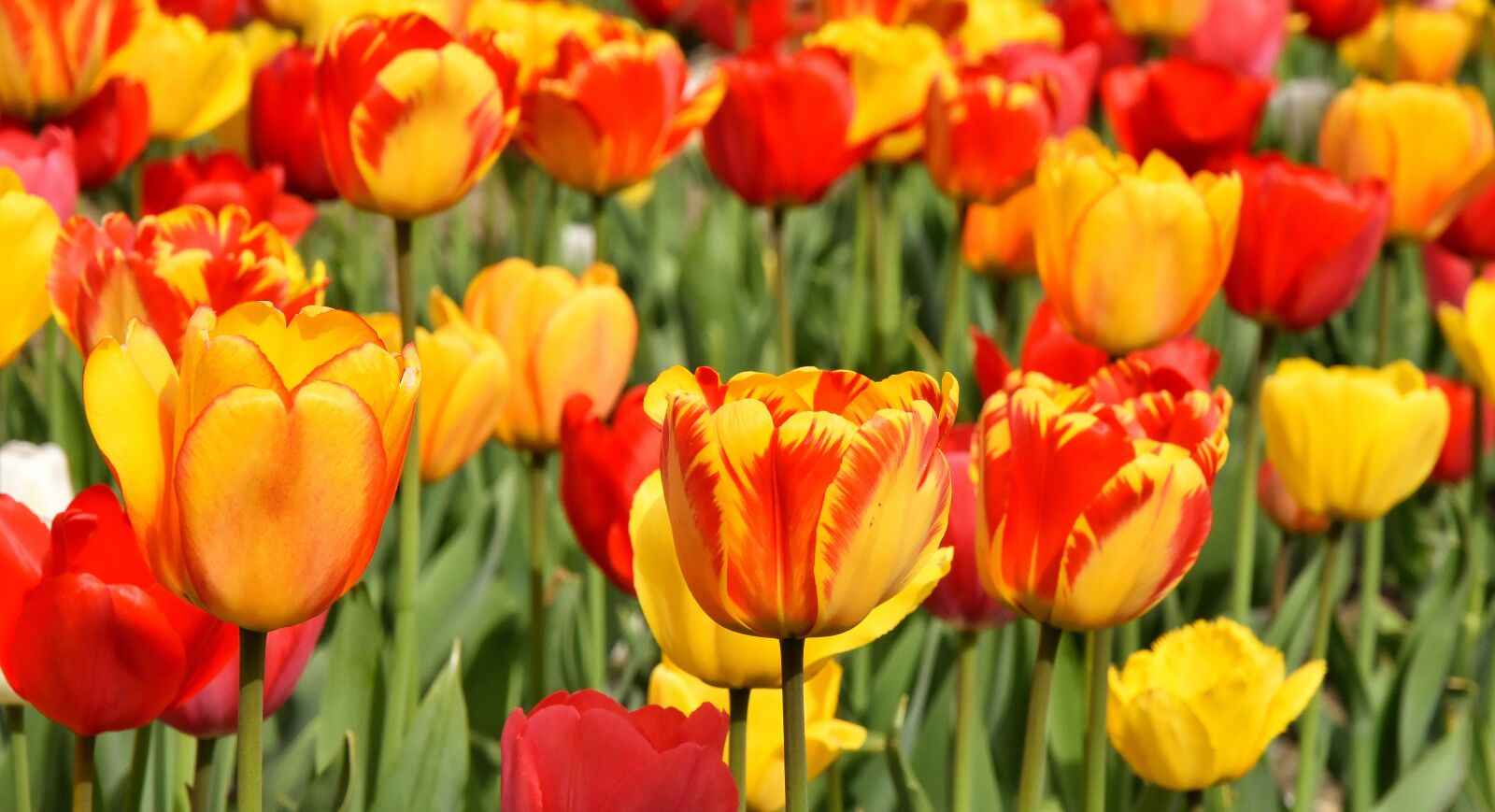 Nikon D7200 sample photo. Tulips, flowers, colorful photography